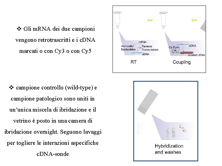 v Gli m. RNA dei due campioni vengono retrotrascritti e i c. DNA marcati