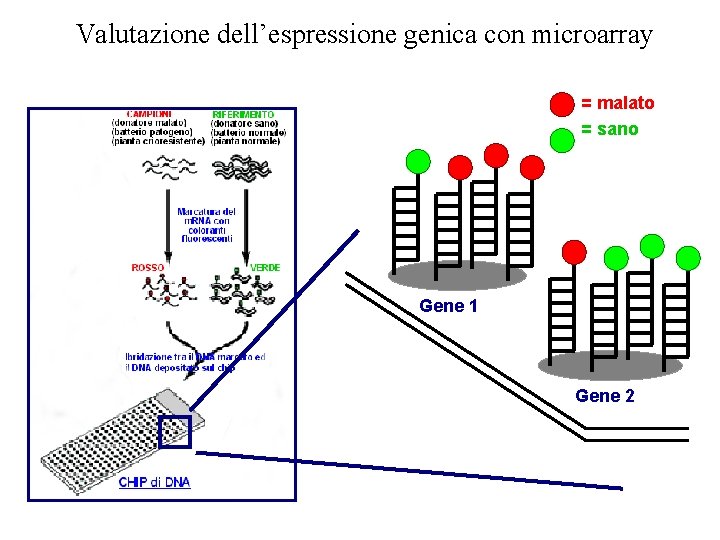 Valutazione dell’espressione genica con microarray = malato = sano Gene 1 Gene 2 