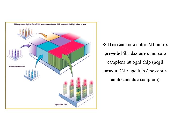 v Il sistema one-color Affimetrix prevede l’ibridazione di un solo campione su ogni chip