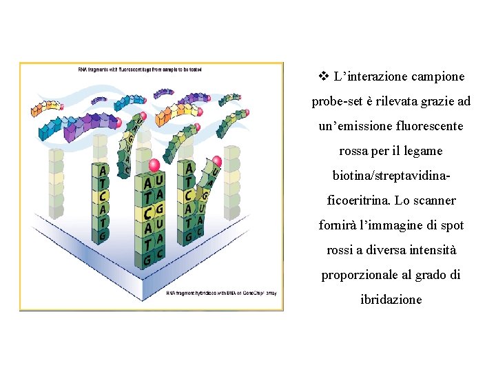 v L’interazione campione probe-set è rilevata grazie ad un’emissione fluorescente rossa per il legame