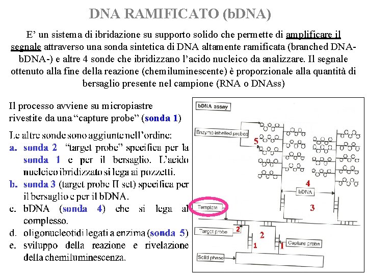 DNA RAMIFICATO (b. DNA) E’ un sistema di ibridazione su supporto solido che permette