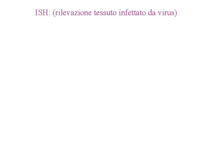 ISH: (rilevazione tessuto infettato da virus) 