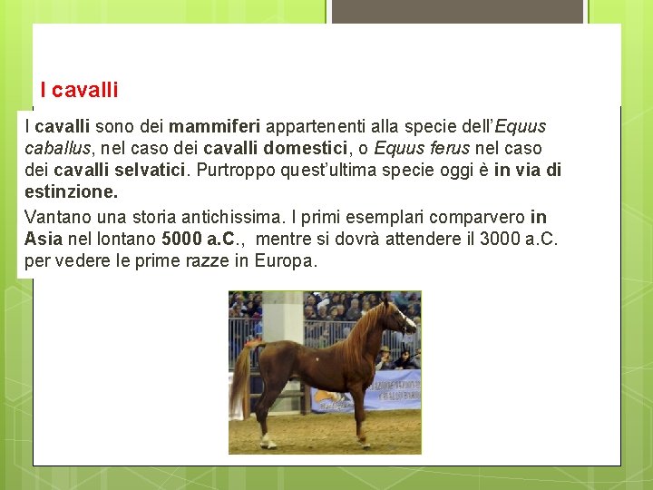 I cavalli sono dei mammiferi appartenenti alla specie dell’Equus caballus, nel caso dei cavalli