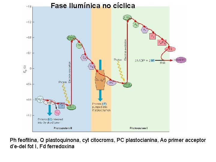 Fase llumínica no cíclica Ph feofitina, Q plastoquinona, cyt citocroms, PC plastocianina, Ao primer