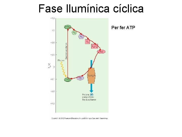 Fase llumínica cíclica Per fer ATP 
