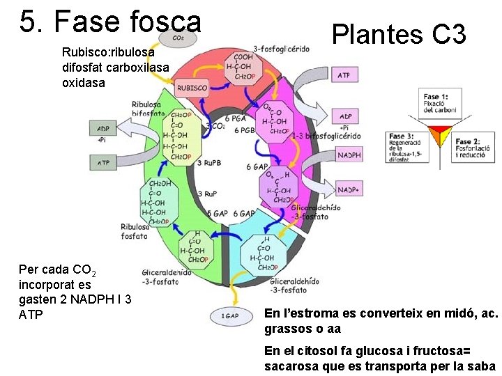 5. Fase fosca Rubisco: ribulosa difosfat carboxilasa oxidasa Per cada CO 2 incorporat es