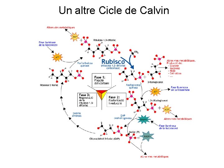 Un altre Cicle de Calvin 