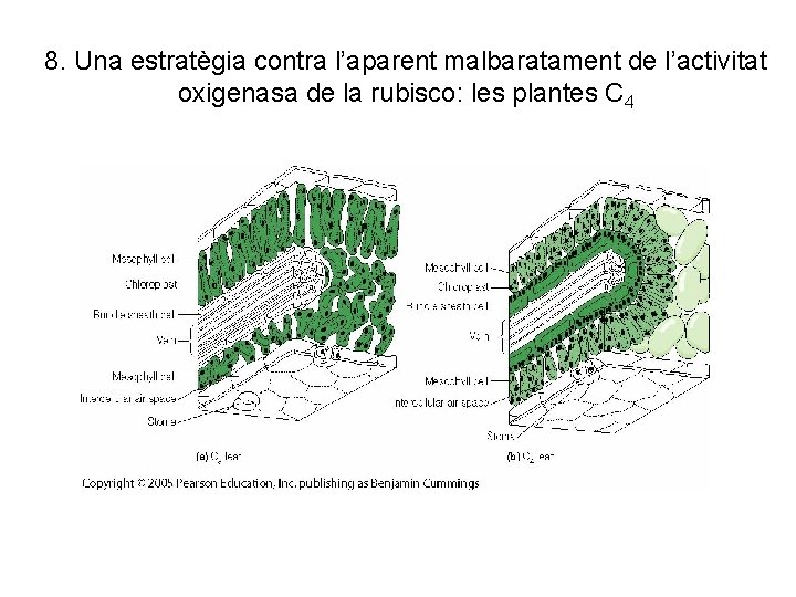 8. Una estratègia contra l’aparent malbaratament de l’activitat oxigenasa de la rubisco: les plantes