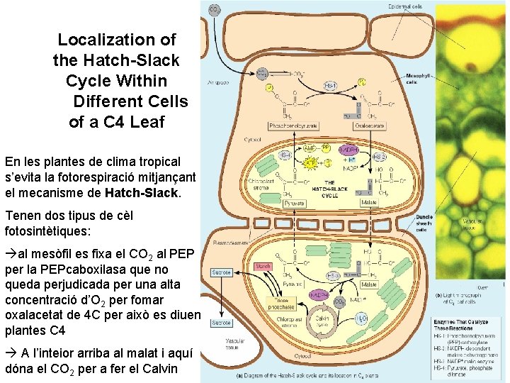 Localization of the Hatch-Slack Cycle Within Different Cells of a C 4 Leaf En