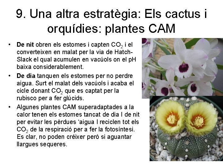 9. Una altra estratègia: Els cactus i orquídies: plantes CAM • De nit obren