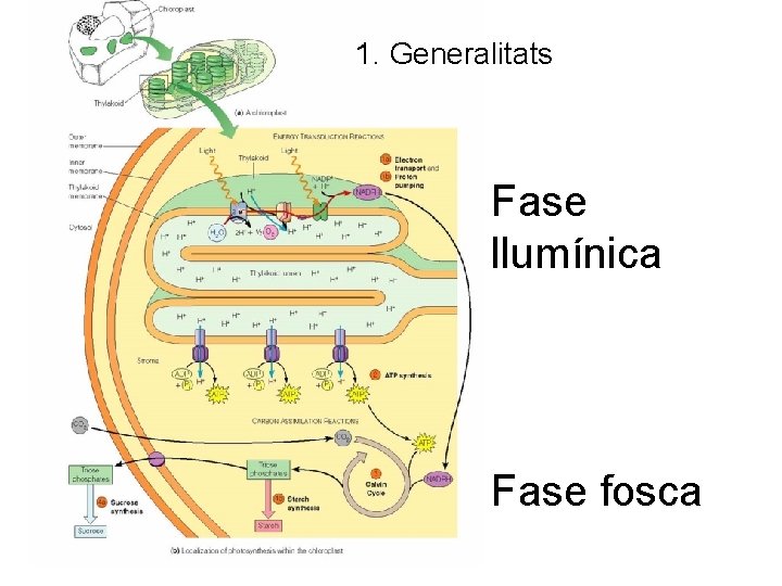 1. Generalitats Fase llumínica Fase fosca 