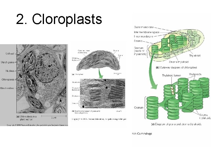 2. Cloroplasts 