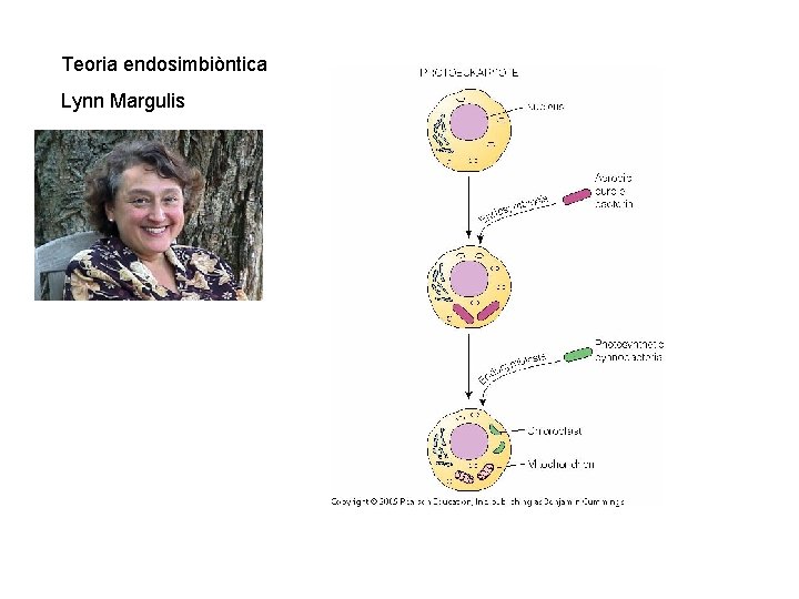 Teoria endosimbiòntica Lynn Margulis 