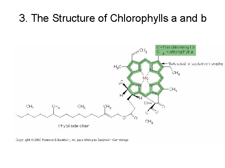 3. The Structure of Chlorophylls a and b 