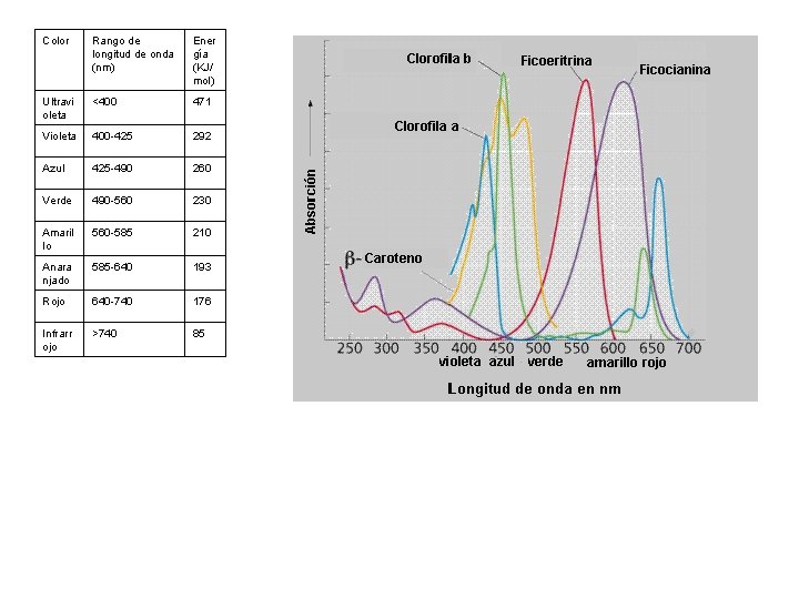 Color Rango de longitud de onda (nm) Ener gía (KJ/ mol) Ultravi oleta <400