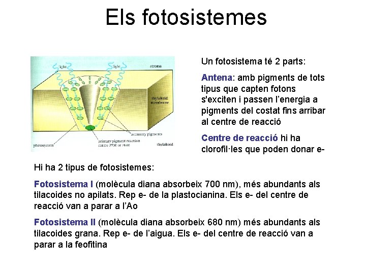 Els fotosistemes Un fotosistema té 2 parts: Antena: amb pigments de tots tipus que
