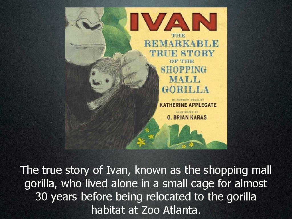 The true story of Ivan, known as the shopping mall gorilla, who lived alone