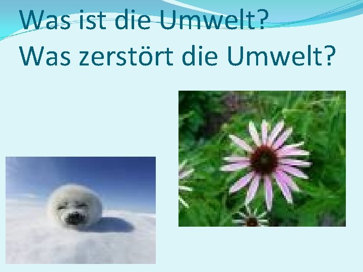 Was ist die Umwelt? Was zerstört die Umwelt? 