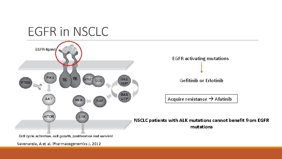 EGFR in NSCLC EGFR activating mutations Gefitinib or Erlotinib Acquire resistance Afatinib NSCLC patients
