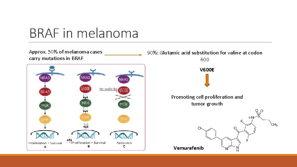 BRAF in melanoma Approx. 50% of melanoma cases carry mutations in BRAF 90%: Glutamic
