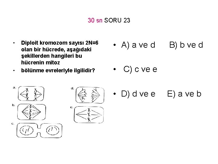 30 sn SORU 23 • • Diploit kromozom sayısı 2 N=6 olan bir hücrede,