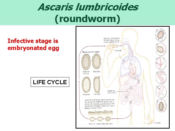 Ascaris lumbricoides (roundworm) Infective stage is embryonated egg LIFE CYCLE 