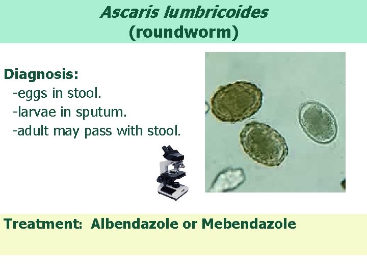 Ascaris lumbricoides (roundworm) Diagnosis: -eggs in stool. -larvae in sputum. -adult may pass with