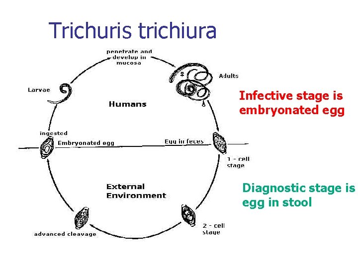 Trichuris trichiura Infective stage is embryonated egg Diagnostic stage is egg in stool 