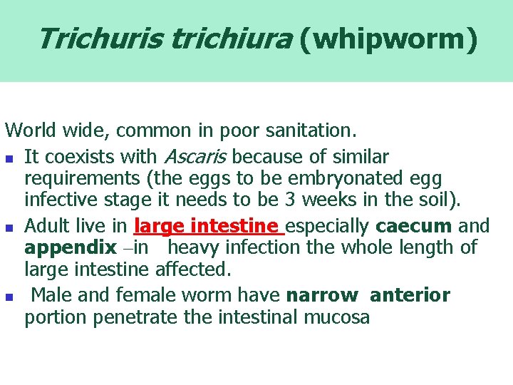 Trichuris trichiura (whipworm) World wide, common in poor sanitation. n It coexists with Ascaris