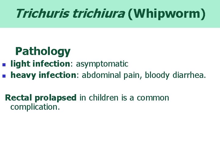 Trichuris trichiura (Whipworm) Pathology n n light infection: asymptomatic heavy infection: abdominal pain, bloody