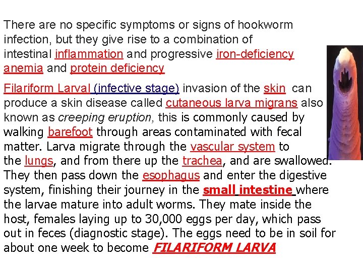 There are no specific symptoms or signs of hookworm infection, but they give rise