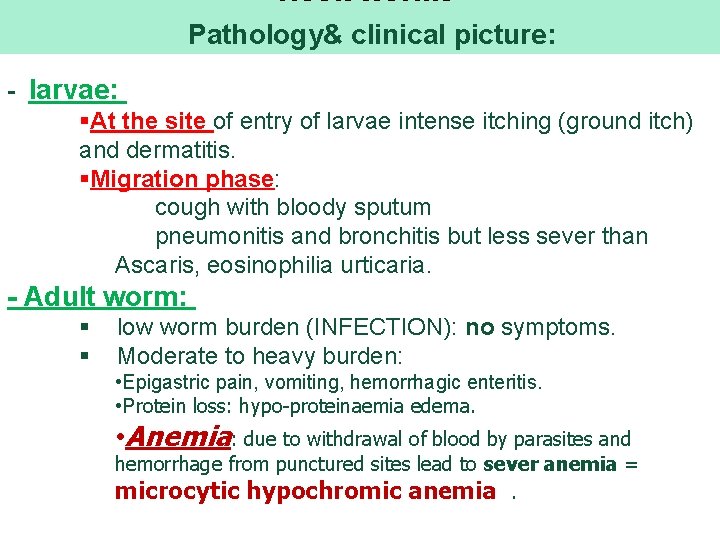 Hook worms Pathology& clinical picture: - larvae: §At the site of entry of larvae
