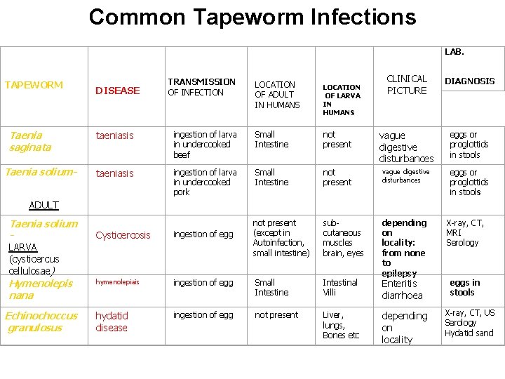 Common Tapeworm Infections LAB. TAPEWORM Taenia saginata Taenia solium- DISEASE TRANSMISSION OF INFECTION LOCATION