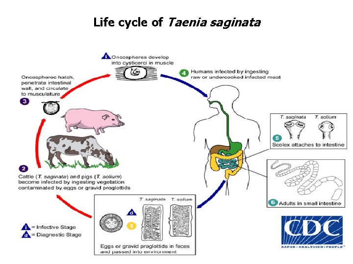 Life cycle of Taenia saginata 