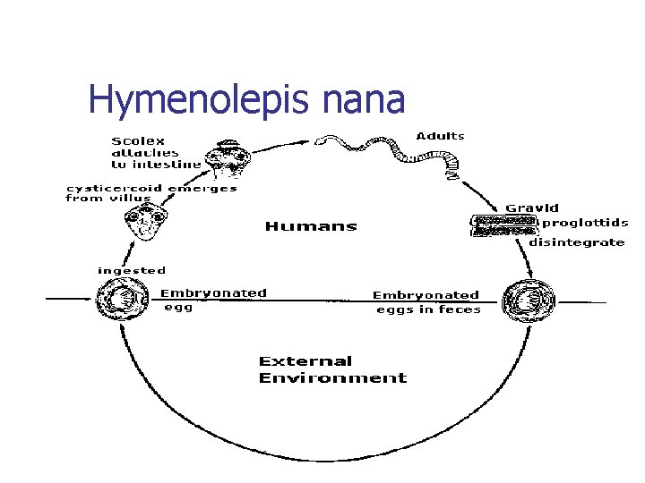 Hymenolepis nana 