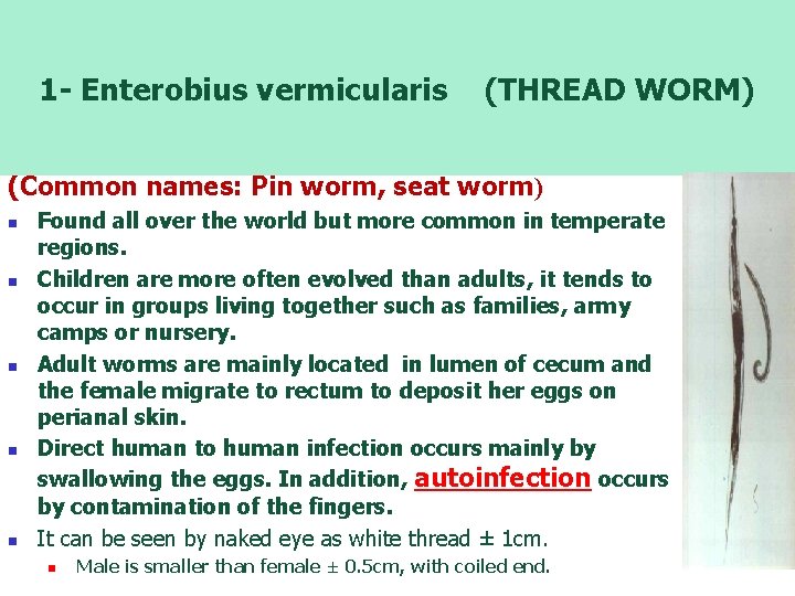 1 - Enterobius vermicularis (THREAD WORM) (Common names: Pin worm, seat worm) n n