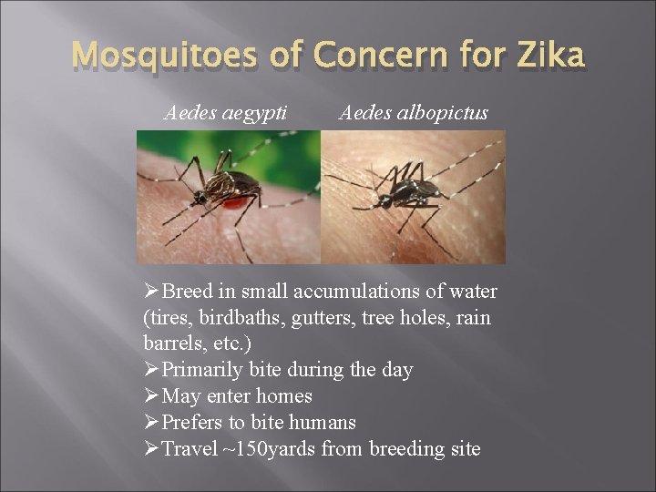 Mosquitoes of Concern for Zika Aedes aegypti Aedes albopictus ØBreed in small accumulations of