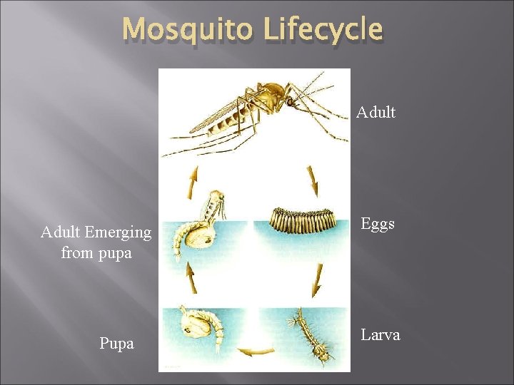 Mosquito Lifecycle Adult Emerging from pupa Pupa Eggs Larva 