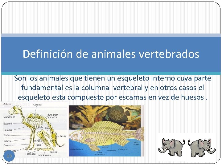 Definición de animales vertebrados Son los animales que tienen un esqueleto interno cuya parte