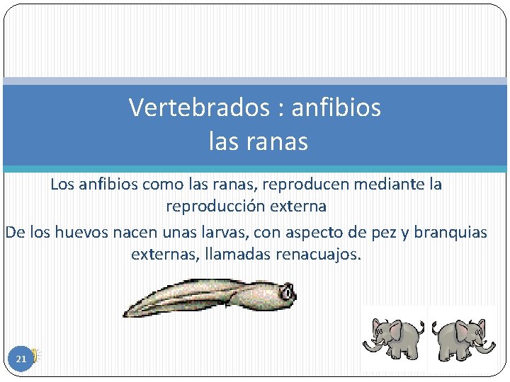 Vertebrados : anfibios las ranas Los anfibios como las ranas, reproducen mediante la reproducción