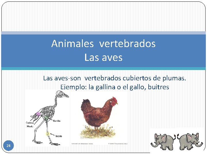 Animales vertebrados Las aves-son vertebrados cubiertos de plumas. Ejemplo: la gallina o el gallo,