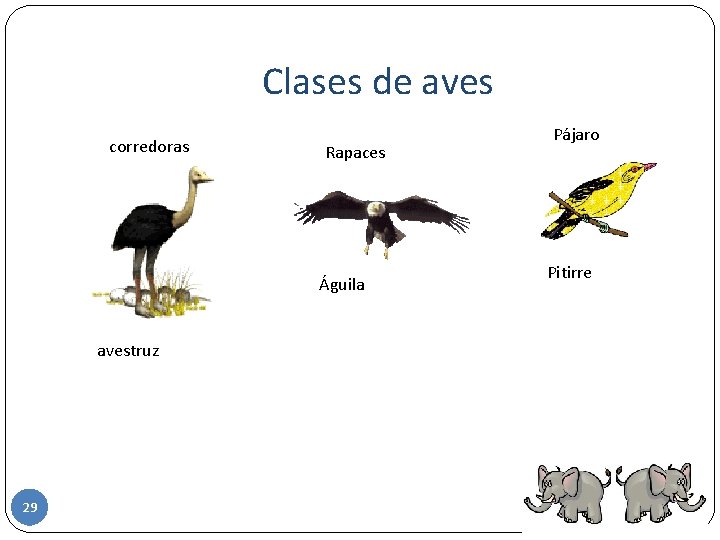 Clases de aves corredoras Rapaces Águila avestruz 29 Pájaro Pitirre 