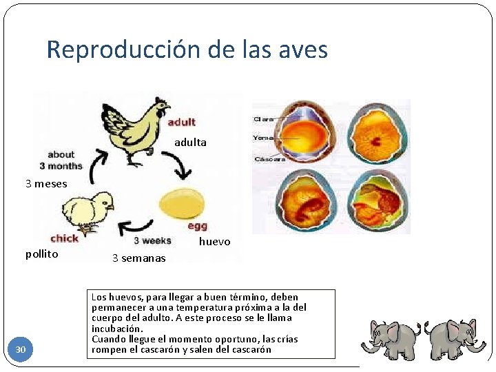 Reproducción de las aves adulta 3 meses pollito 30 huevo 3 semanas Los huevos,