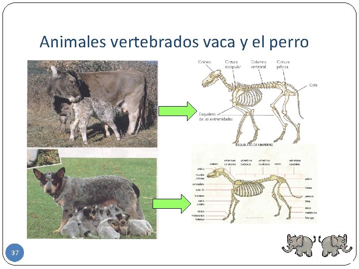 Animales vertebrados vaca y el perro 37 