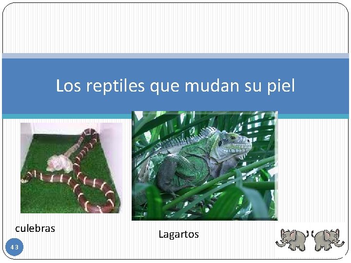 Los reptiles que mudan su piel culebras 43 Lagartos 