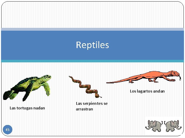Reptiles Los lagartos andan Las tortugas nadan 45 Las serpientes se arrastran 