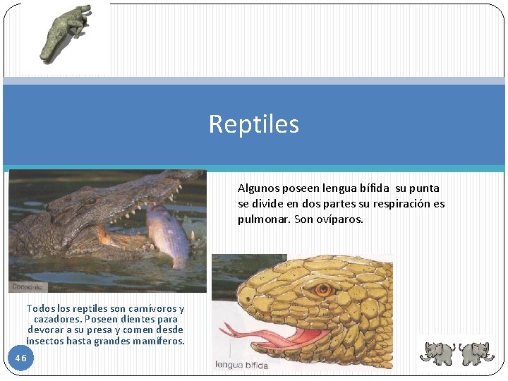 Reptiles Algunos poseen lengua bífida su punta se divide en dos partes su respiración