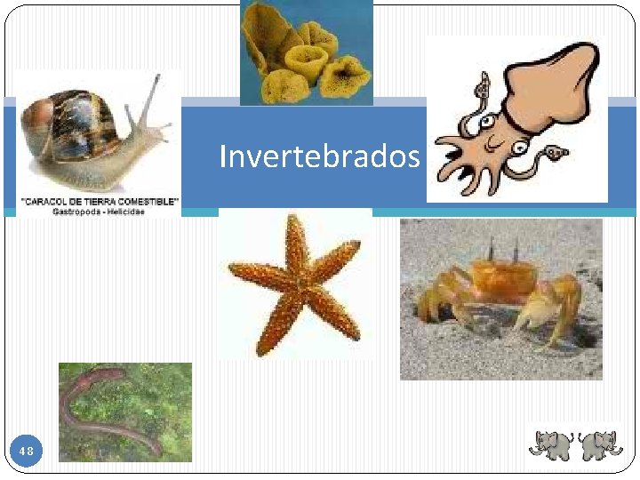Invertebrados 48 