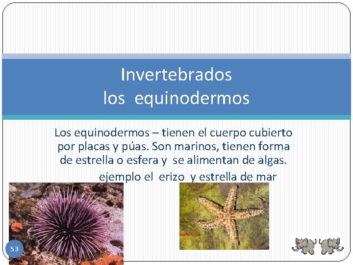Invertebrados los equinodermos Los equinodermos – tienen el cuerpo cubierto por placas y púas.