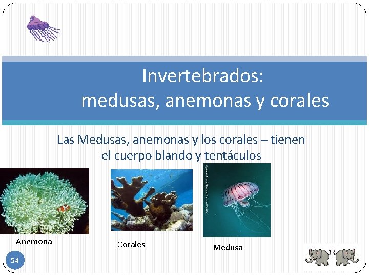 Invertebrados: medusas, anemonas y corales Las Medusas, anemonas y los corales – tienen el